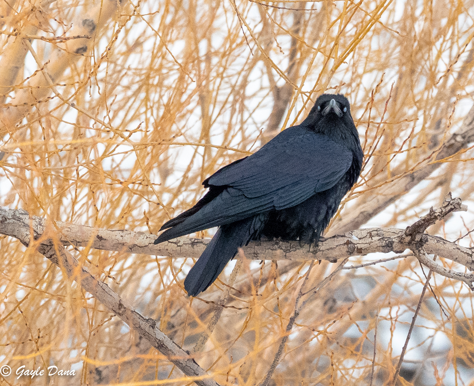 Raven in tree 1